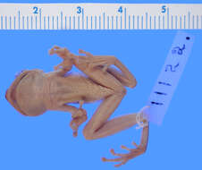 Image of Osteopilus marianae (Dunn 1926)