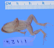 Image of Eleutherodactylus junori Dunn 1926
