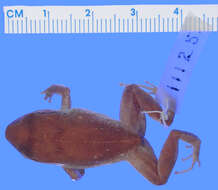 Image of Spaldings Robber Frog