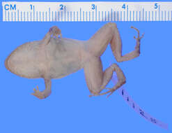 Image of Spaldings Robber Frog