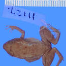 Imagem de Eleutherodactylus grabhami Dunn 1926