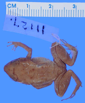 صورة Eleutherodactylus grabhami Dunn 1926