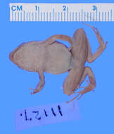 Image of Eleutherodactylus grabhami Dunn 1926