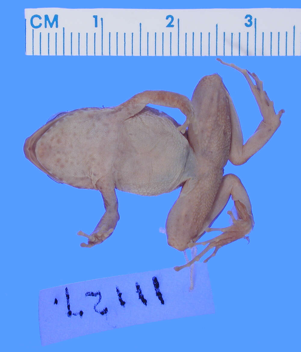 Image of Eleutherodactylus grabhami Dunn 1926