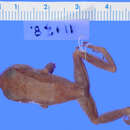 Imagem de Eleutherodactylus eileenae Dunn 1926