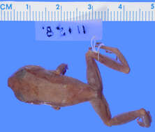 صورة Eleutherodactylus eileenae Dunn 1926