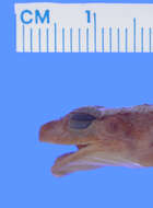 صورة Eleutherodactylus eileenae Dunn 1926