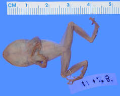 صورة Eleutherodactylus eileenae Dunn 1926