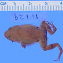 Image of Eleutherodactylus emiliae Dunn 1926