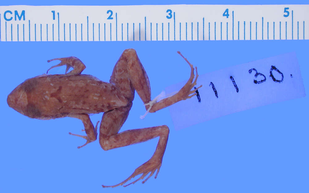 Image de Eleutherodactylus casparii Dunn 1926