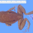 Imagem de Eleutherodactylus greyi Dunn 1926