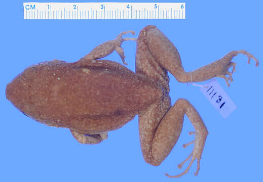 Imagem de Eleutherodactylus greyi Dunn 1926