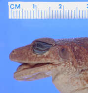 Imagem de Eleutherodactylus greyi Dunn 1926