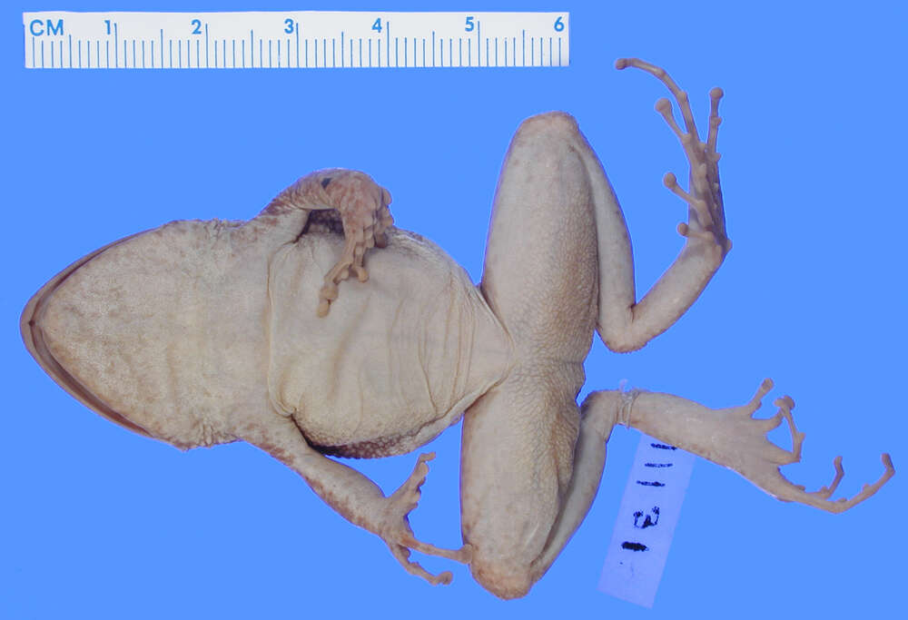 Imagem de Eleutherodactylus greyi Dunn 1926