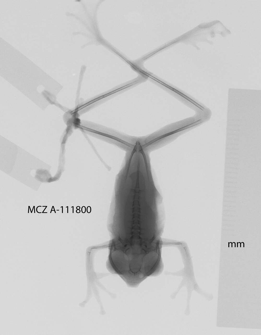 Imagem de Boana calcarata (Troschel 1848)