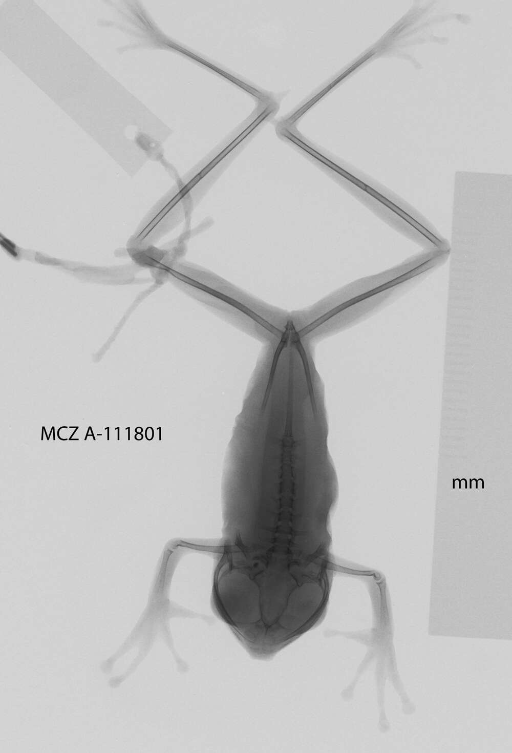 Imagem de Boana calcarata (Troschel 1848)