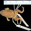 Image of Sphenophryne stenodactyla (Zweifel 2000)