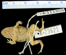 صورة Sphenophryne stenodactyla (Zweifel 2000)