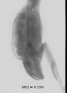 Image de Gastrotheca aureomaculata Cochran & Goin 1970