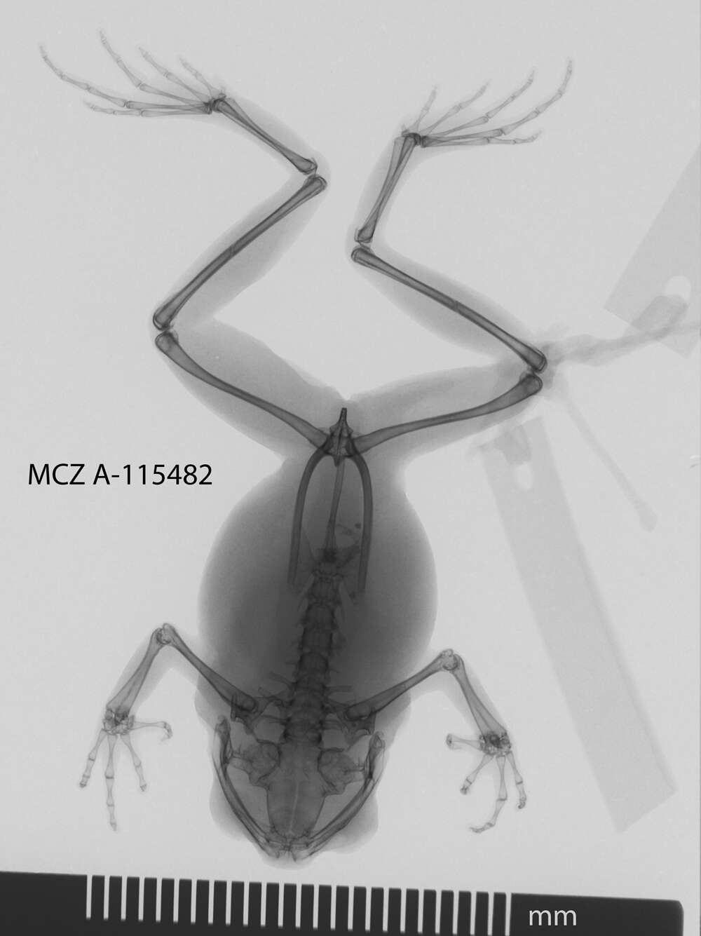 Image of Leptobrachella pelodytoides (Boulenger 1893)