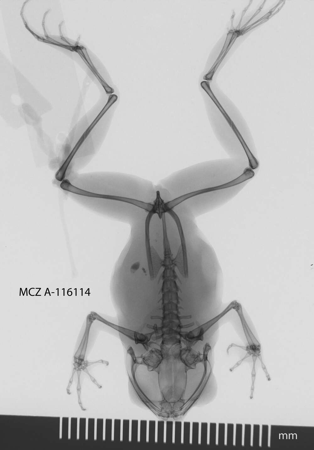 Image of Leptobrachella pelodytoides (Boulenger 1893)