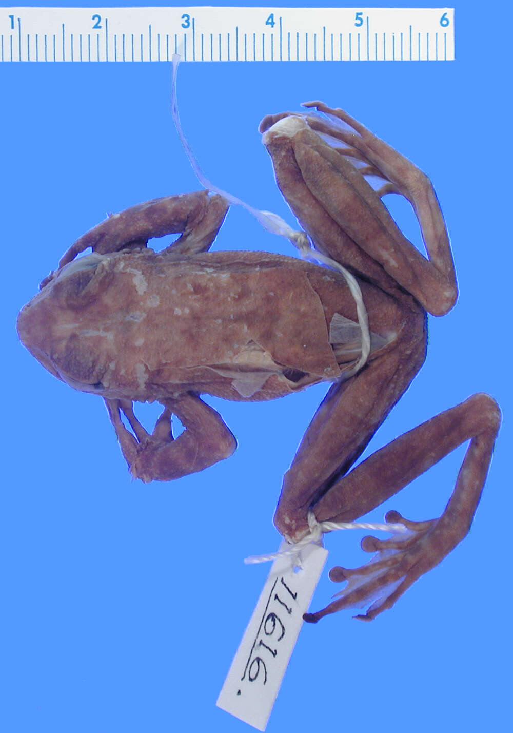 Image of Cryptobatrachus fuhrmanni (Peracca 1914)