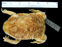 Image of Common Rain Frog