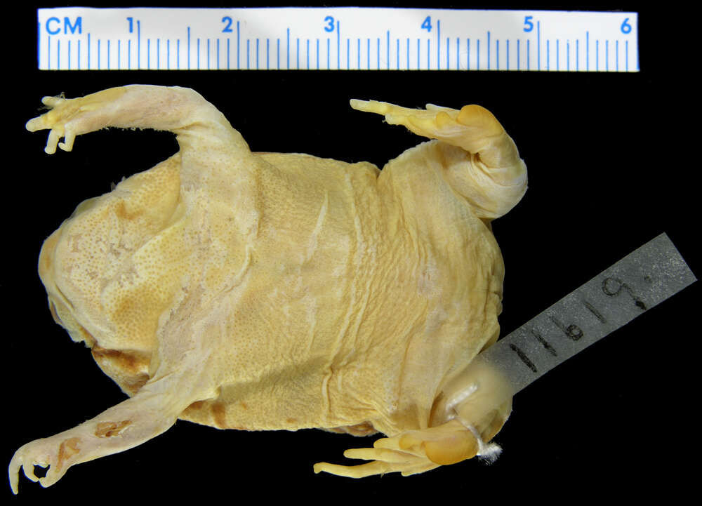 Image of Common Rain Frog