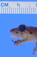 صورة Pristimantis charlottevillensis (Kaiser, Dwyer, Feichtinger & Schmid 1995)