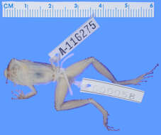 صورة Pristimantis charlottevillensis (Kaiser, Dwyer, Feichtinger & Schmid 1995)