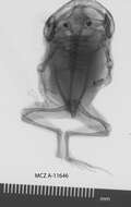 صورة Sphenophryne thomsoni (Boulenger 1890)