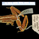 Слика од Ptychadena stenocephala (Boulenger 1901)