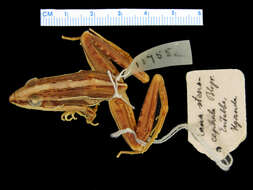 صورة Ptychadena stenocephala (Boulenger 1901)