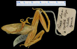 صورة Ptychadena stenocephala (Boulenger 1901)