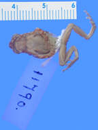 صورة Allophrynidae Goin, Goin & Zug 1978