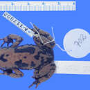 Image of Atelopus eusebianus Rivero & Granados-Díaz 1993