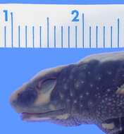 Image of Atelopus eusebianus Rivero & Granados-Díaz 1993