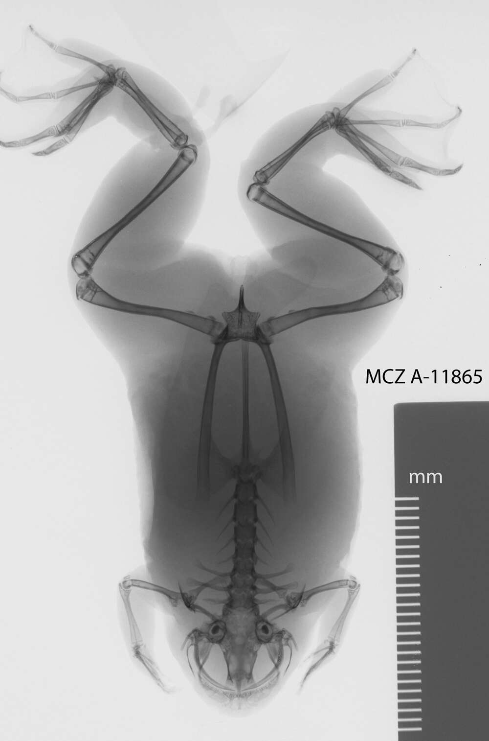 Image of Tropical Clawed Frog