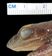 Image of Boophis periegetes Cadle 1995