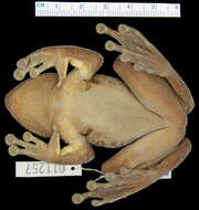 Image of Boophis periegetes Cadle 1995