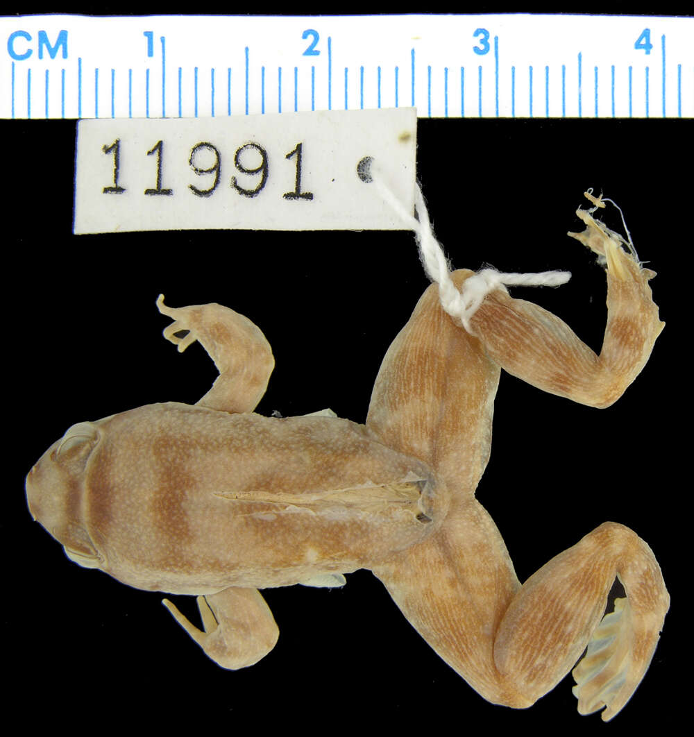 Image of Allen's Slippery Frog