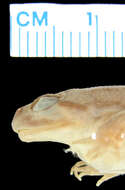 Image of Allen's Slippery Frog