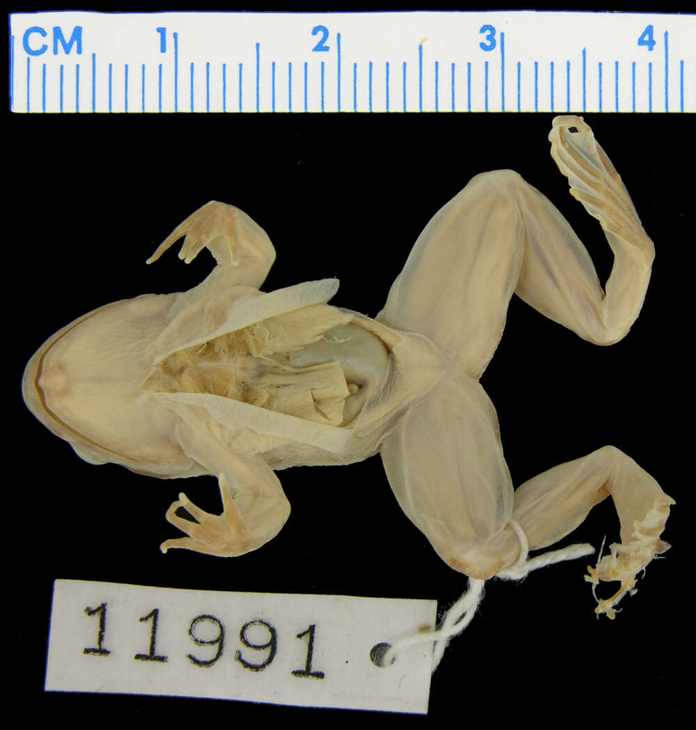 Image of Allen's Slippery Frog