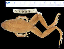 Phrynobatrachus liberiensis Barbour & Loveridge 1927的圖片