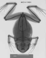 Image of Plethodontohyla Boulenger 1882