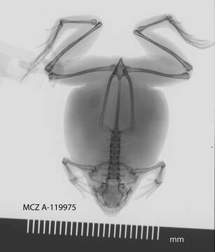 Image of Paradoxophyla Blommers-Schlösser & Blanc 1991