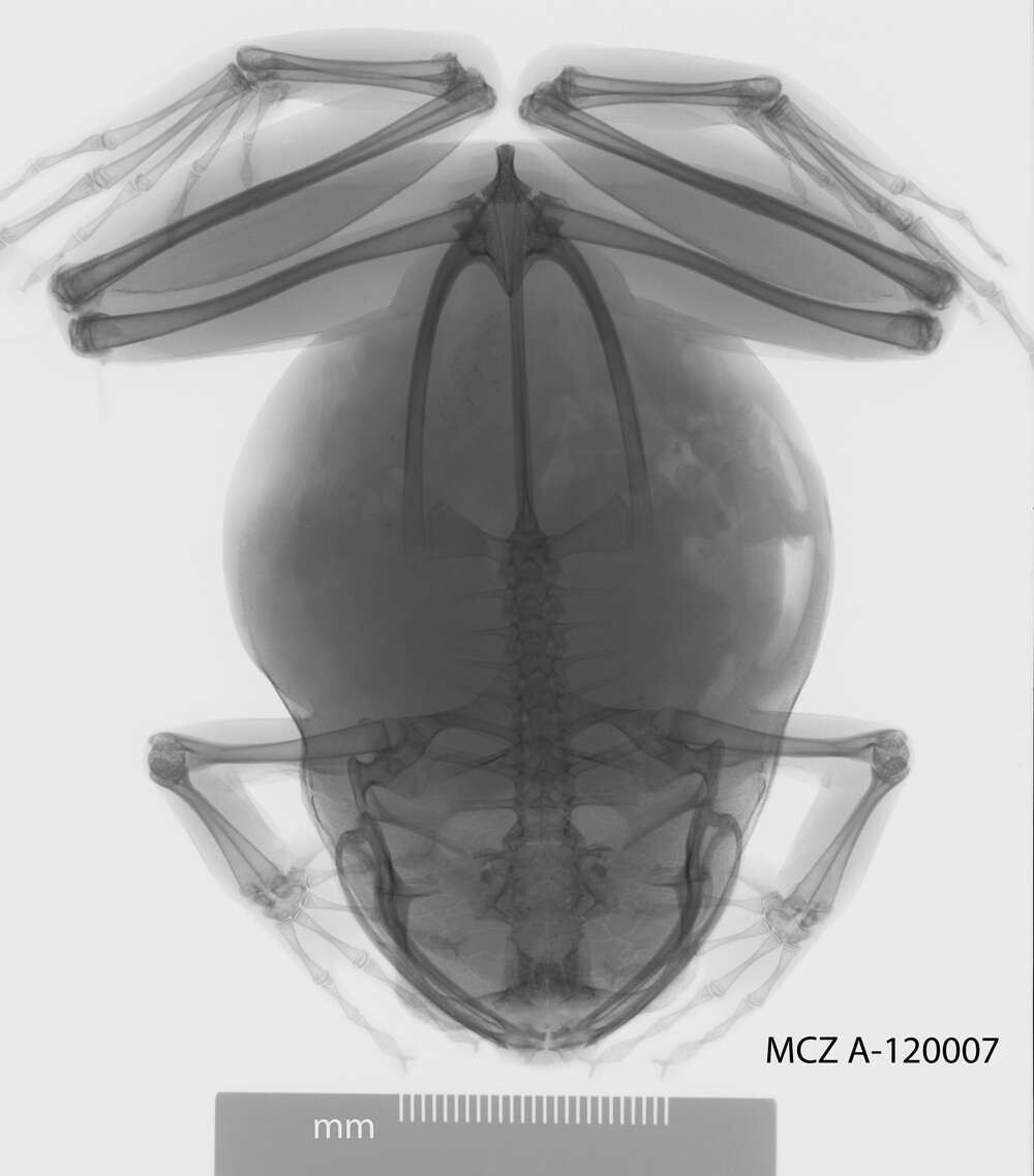 Image of Plethodontohyla Boulenger 1882
