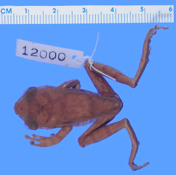 Leptopelis bequaerti Loveridge 1941 resmi