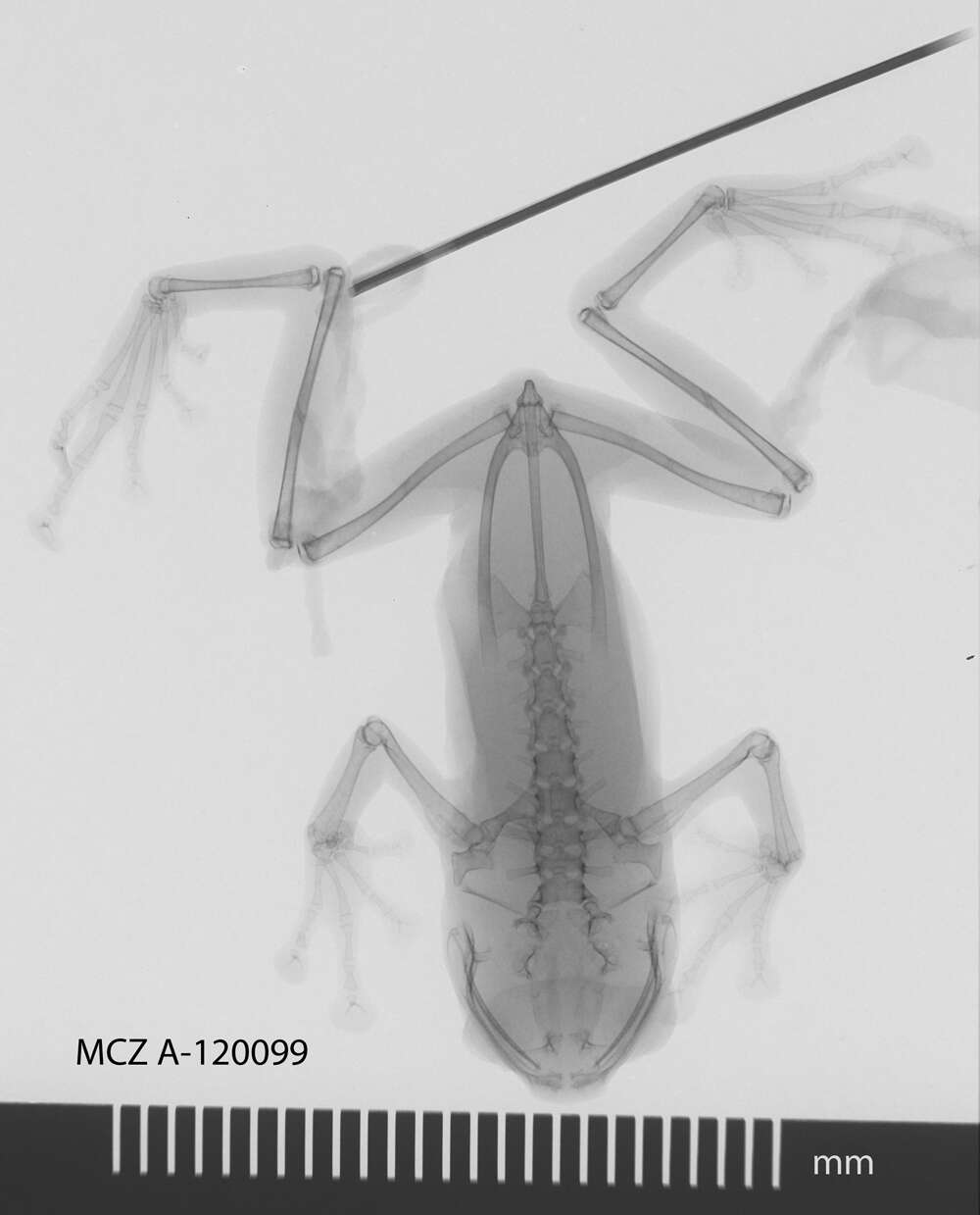Image of Cophyla pollicaris (Boulenger 1888)