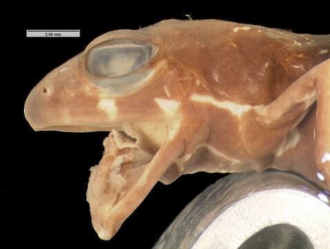 Image of Phrynobatrachus maculiventris Guibé & Lamotte 1958